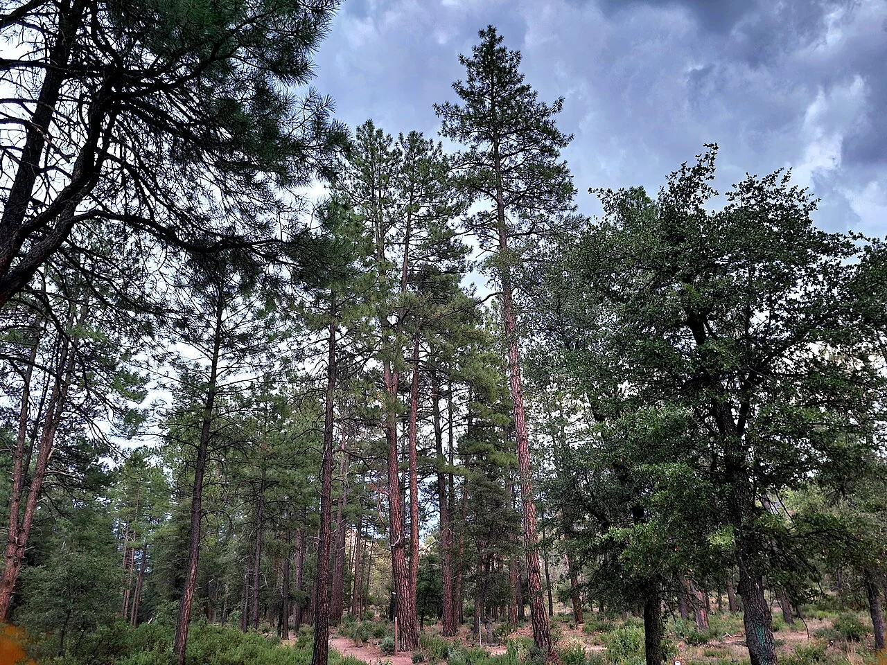 Cypress Trail in Payson, showing the area's varied vegetation and terrain