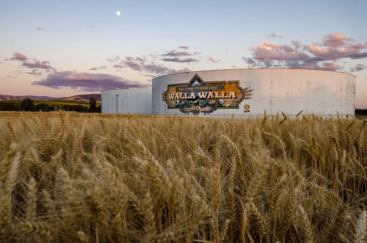 A wheat field in the Walla Walla area, photographed in 2018