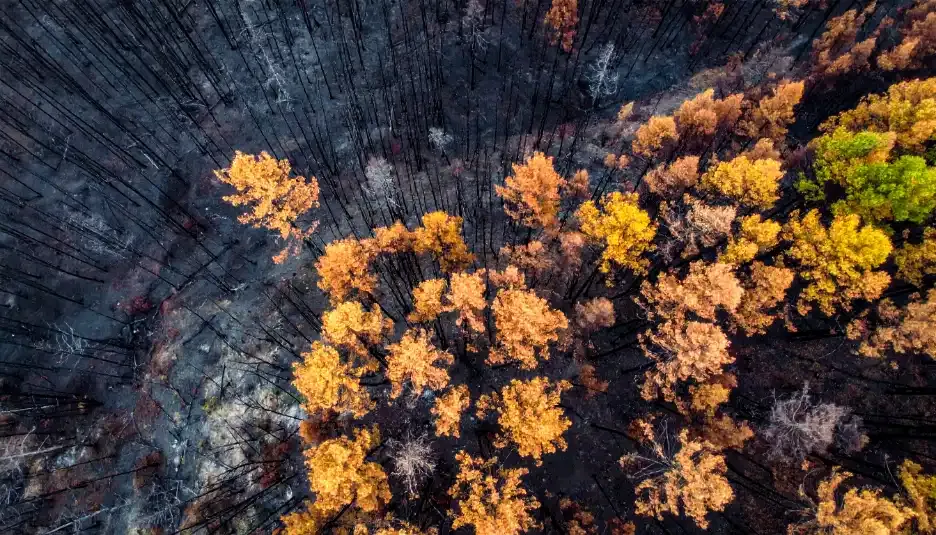 Aerial view of a forest burn scar beside autumn-colored trees