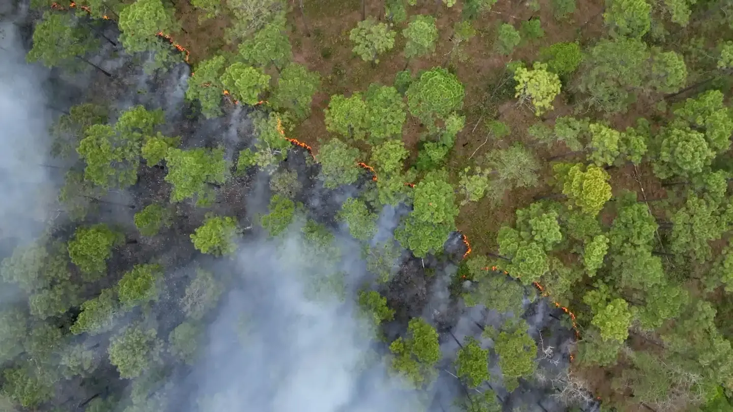 Aerial view of smoke drifting between green trees