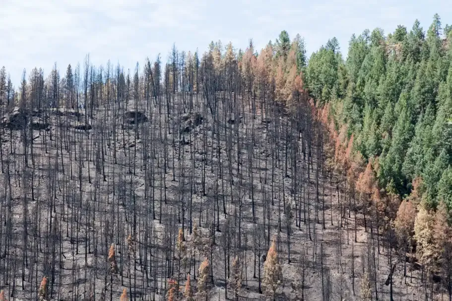 Boundary between burned trees and an area of green forest