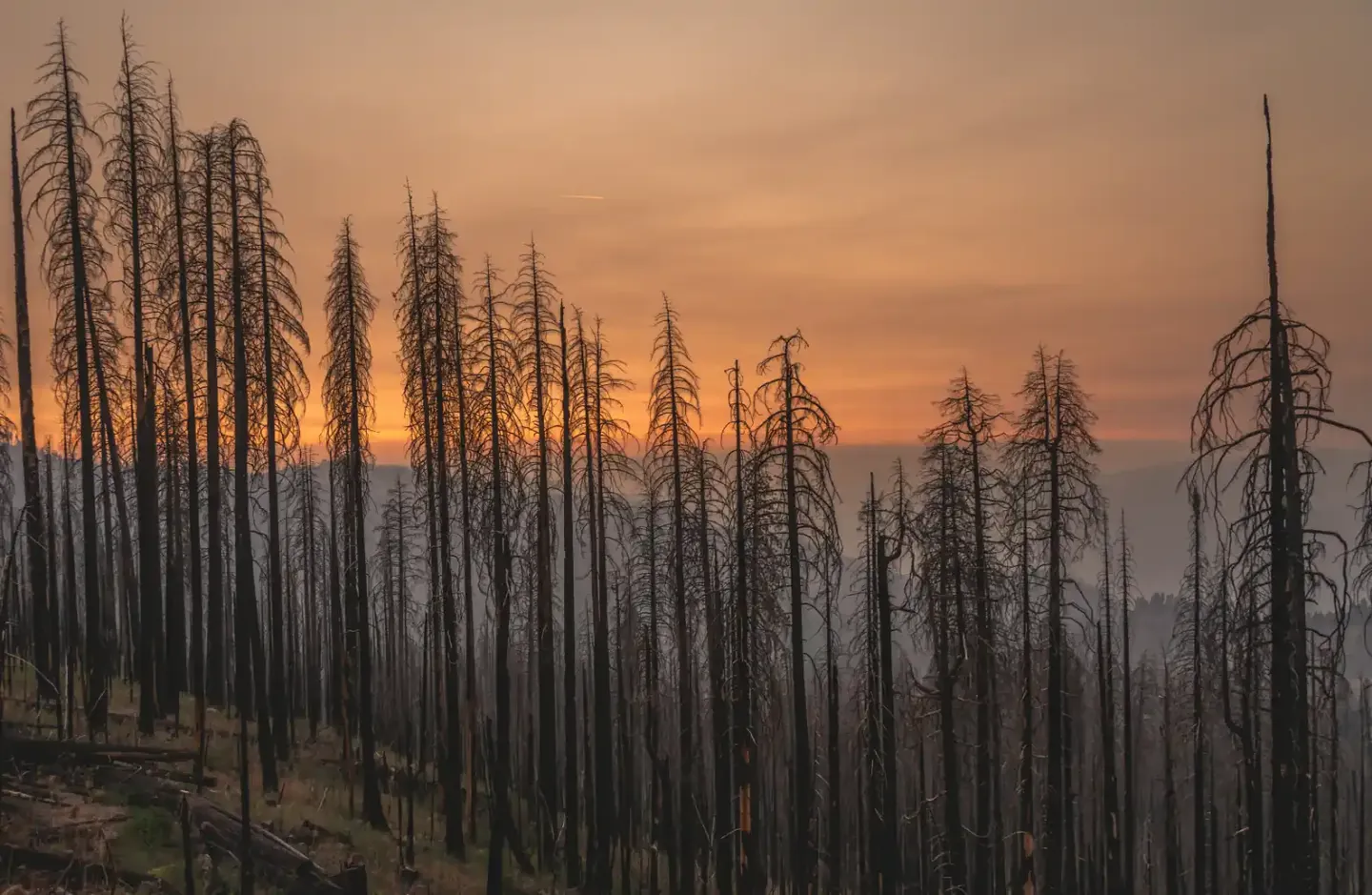 Burned forest silhouetted against an orange sunset