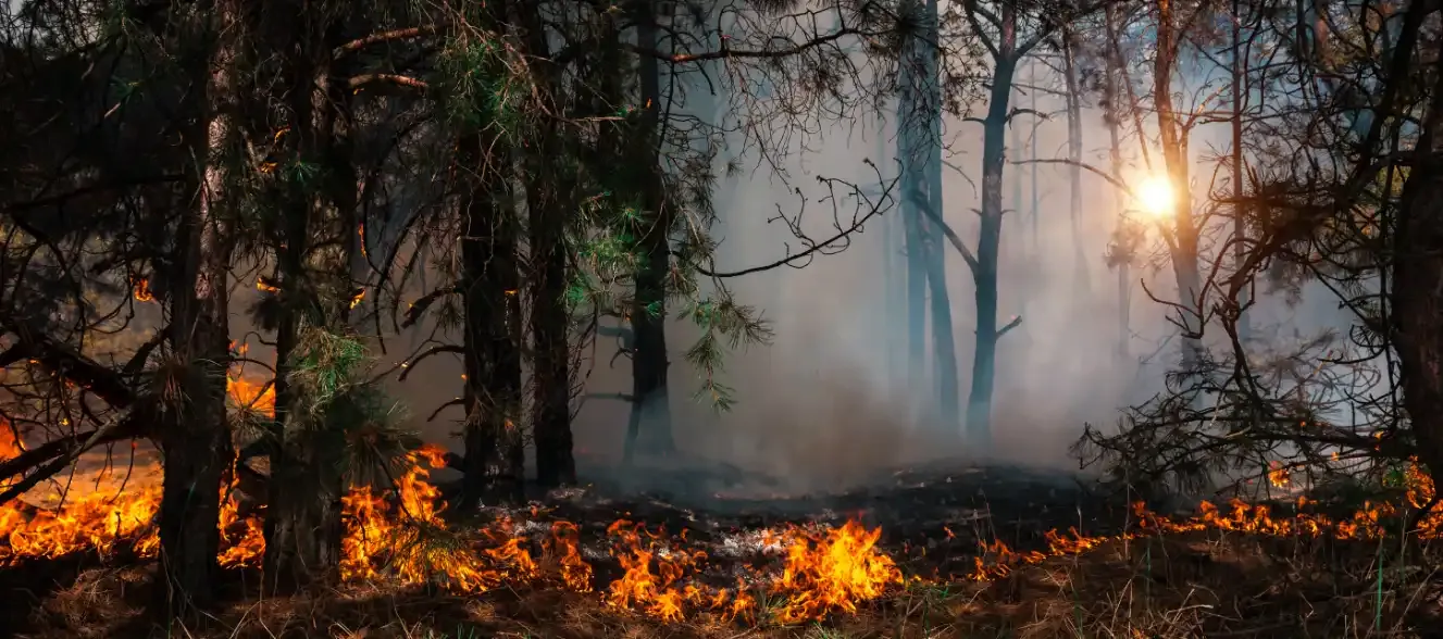 Low flames and smoke on a forest floor beneath trees