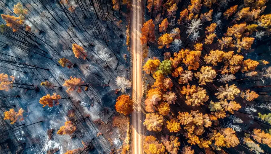 Road separating sections of burned and unburned forest