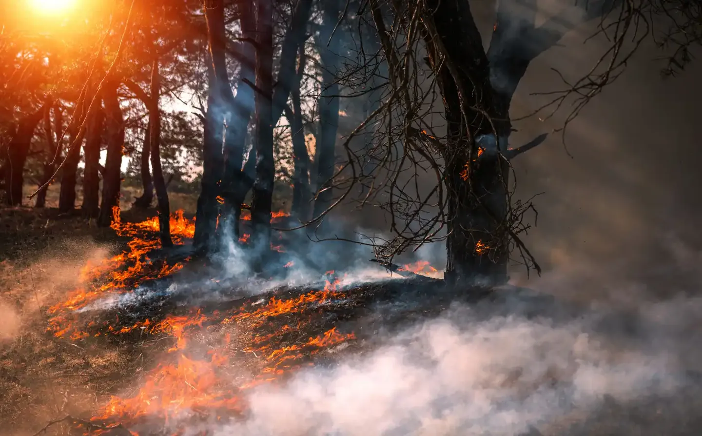 Sunlight passing through smoke above burning forest understory